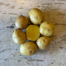 Seed Potato - Stella Gold - 1lb