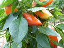 Feherozon Pepper Seeds