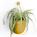 WallyGrow Loop Hanging Planter