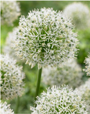 Fall Bulb-Allium Mount Everest-Pack of 1