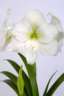 Amaryllis Christmas Gift Single Bulb