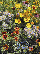 Scatter Garden-Honeybee