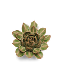 Ceramic Florals Warm Colors