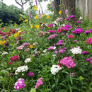 Flower Mix: Partial Shade Mix Seeds