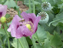Hungarian Blue Breadseed Poppy Flower Seeds
