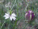 Nigella Love in a Mist Flower Seeds