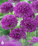 Fall Bulb-Allium 'Purple Sensation'-Pack of 5