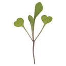 Arugula Microgreens - 3 oz