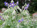 Borage Seeds