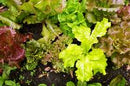 Wild Garden Lettuce Mix Seeds