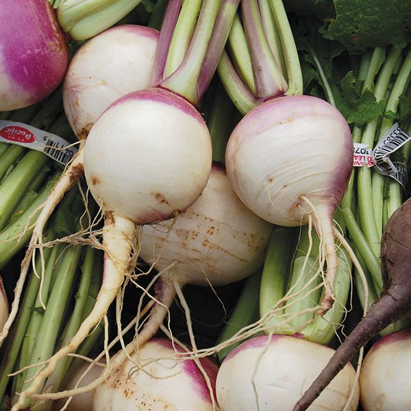 Turnip: Purple Top White Seeds