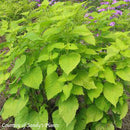 Hyssop Agastache Golden Jubilee