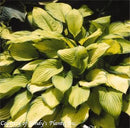 Hosta Gold Standard-3 qt