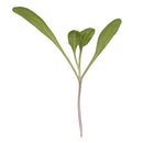 Green Chard Microgreens - 2 oz
