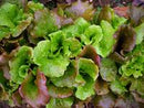 Sierra Batavan Lettuce Seeds