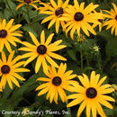 Black-eyed Susan Rudbeckia fulgida 'Goldsturm'