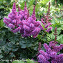 Astilbe Visions-4 qt