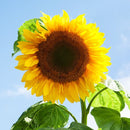 Mammoth Sunflower Seeds