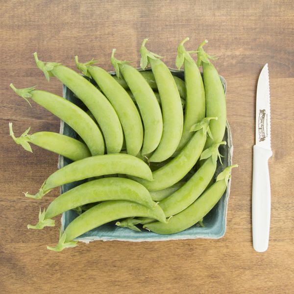 SS 141 Snap Pea Pea Seeds