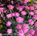 Dianthus Firewitch-4 qt