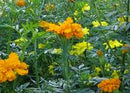 Crackerjack African Marigold Seeds