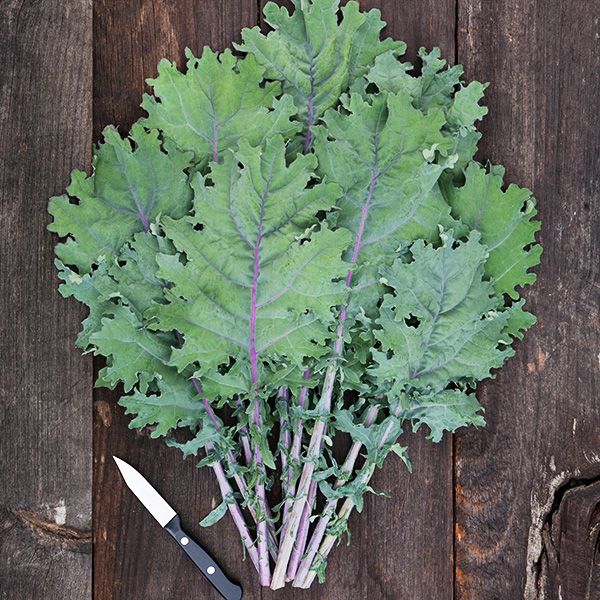 Red Russian Kale Seeds