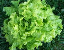 Black-Seeded Simpson Looseleaf Lettuce Seeds