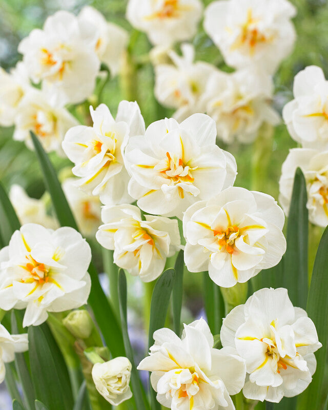 Narcissus Daffodil Winston Churchill Single Bulb