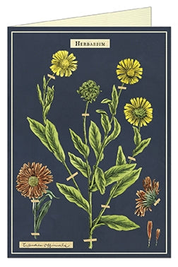 Cavallini Papers Herbarium Greeting Card