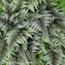 Fern Japanese Painted-Athyrium nipponicum-3 qt