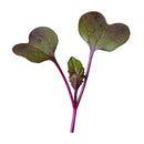 Red Rambo Radish Microgreens Seeds - 3 oz