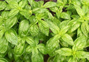Sweet Genovese Basil Seeds