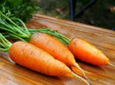 Chantenay Red Core Carrot Seeds