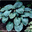 Hosta sieboldiana Elegans-3 qt