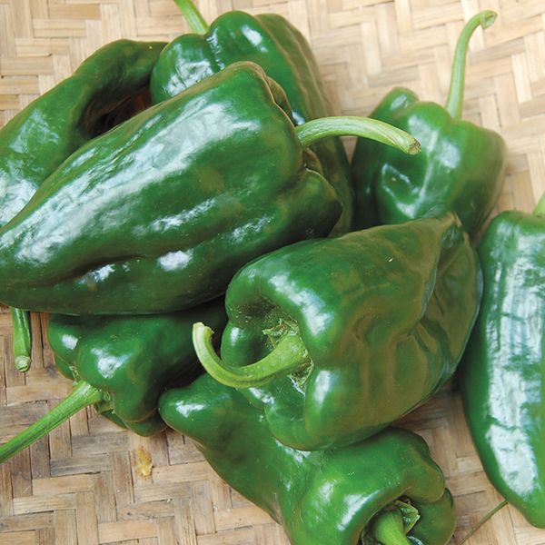 Pepper: Ancho Poblano Seeds