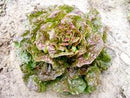 Speckled Bibb Lettuce Seeds