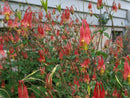 Aquilegia canadensis - 4.5 in