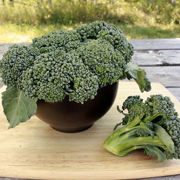 Waltham 29 Broccoli Seeds