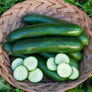Green Finger Cucumber Seeds
