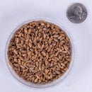 Organic Red Winter Wheat Cover Crop