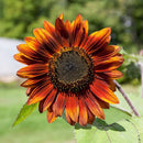 Velvet Queen Sunflower Seeds