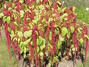 Love Lies Bleeding Amaranth Seeds