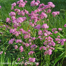 Lychnis flos-cuculi Petite Jenny