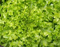 Salad Bowl Looseleaf Lettuce Seeds