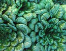 Tatsoi Seeds
