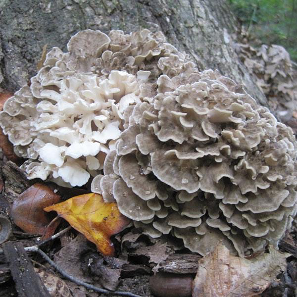 'Clemson' Maitake Mushroom Plug Spawn - 100 count