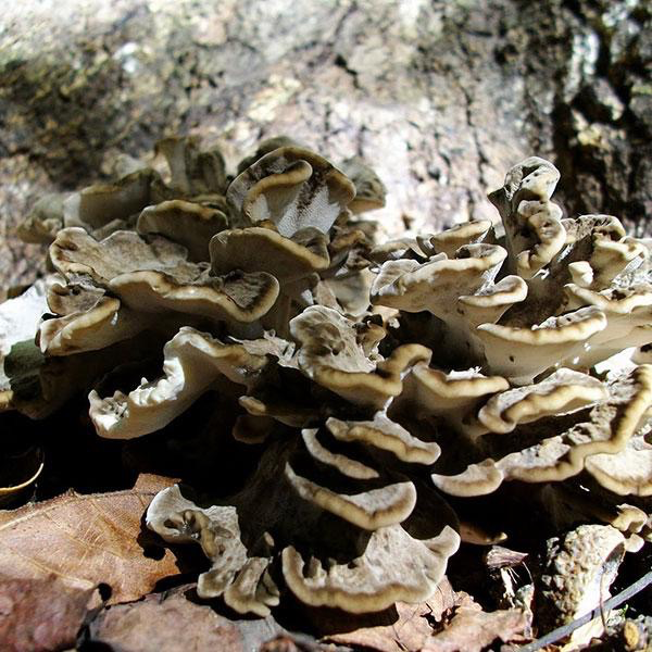 'Clemson' Maitake Mushroom Plug Spawn - 100 count