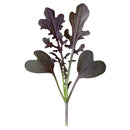 Red Lace Mustard Microgreens Seeds - 3 oz