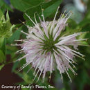 Monarda fistulosa