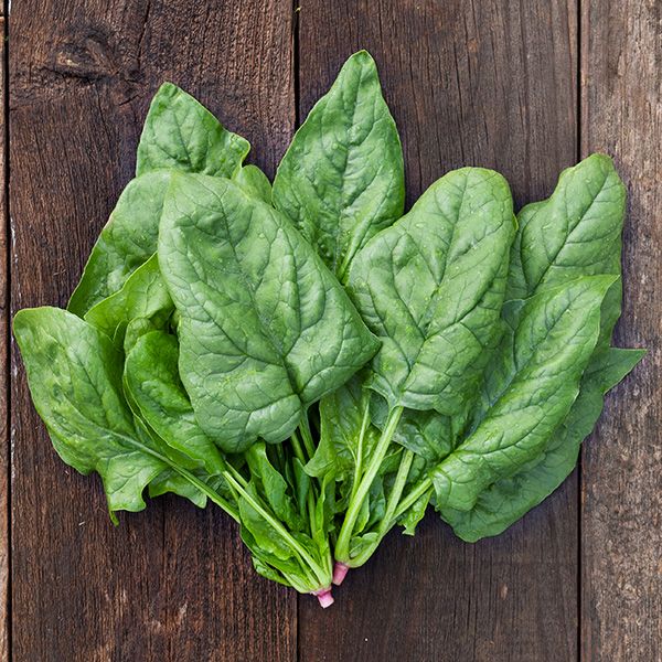 Giant Winter Spinach Seeds